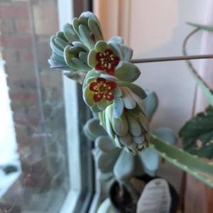 Meet your Posher, Lotus